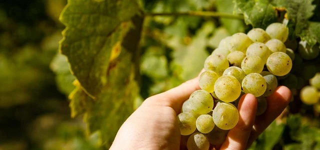 Podere Bucine Basso Vigna